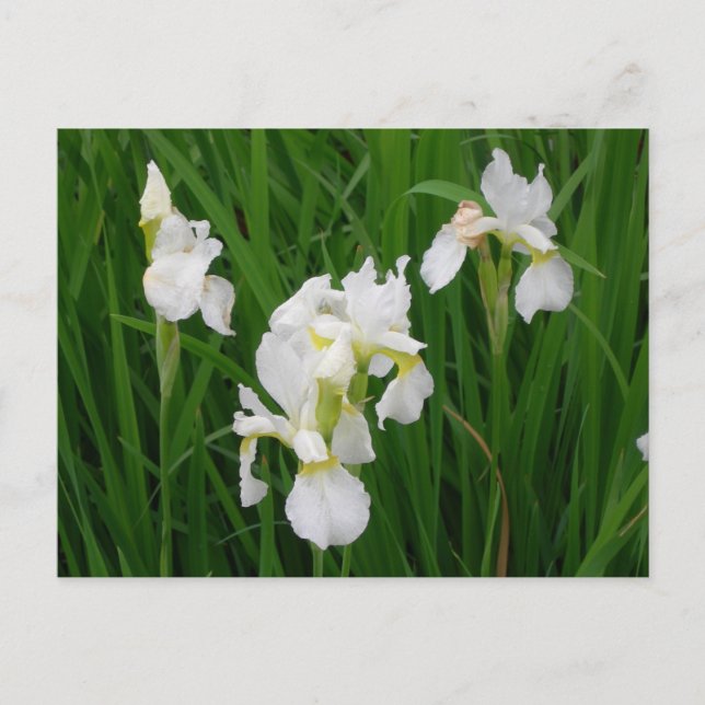 Postal iris blanco (Anverso)