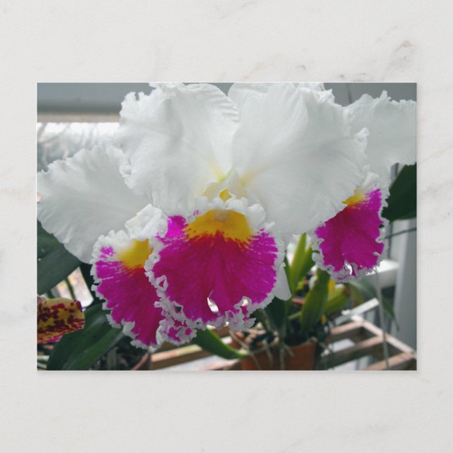 Postal Iris blanco y rosa (Anverso)