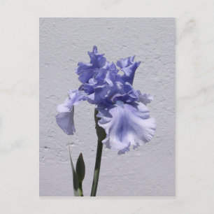 Postal Iris Bloom