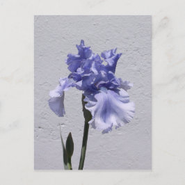 Postal Iris Bloom