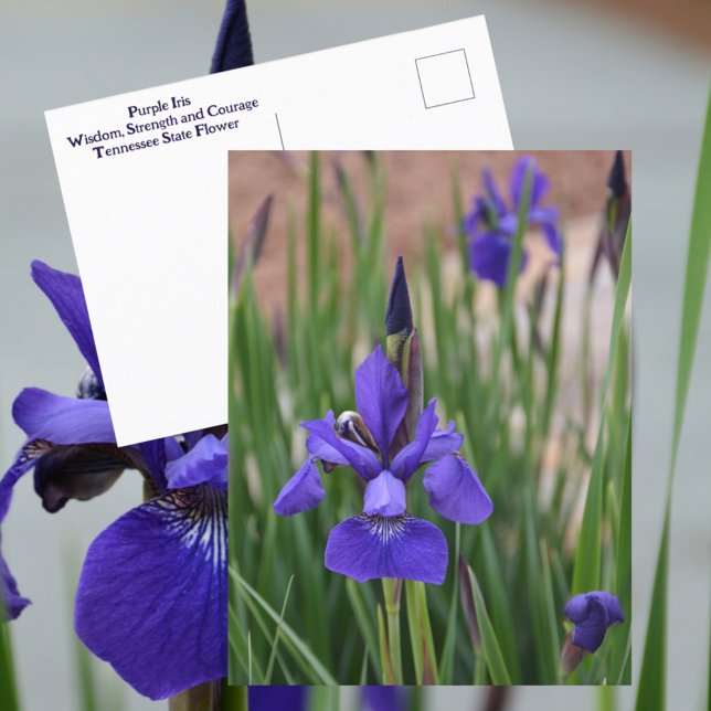 Postal Iris Botánico Floral Fotográfico Púrpura (Subido por el creador)