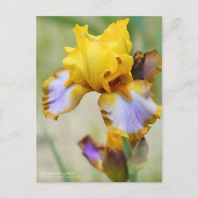 Postal Iris "Brown Lasso" [Postal] (Anverso)