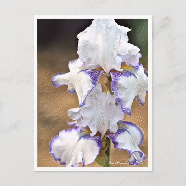 Postal Iris Carolina Gold (Anverso)