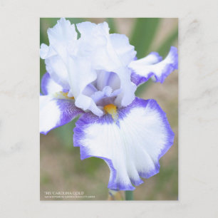Postal Iris ‘Carolina Gold’: Postcard