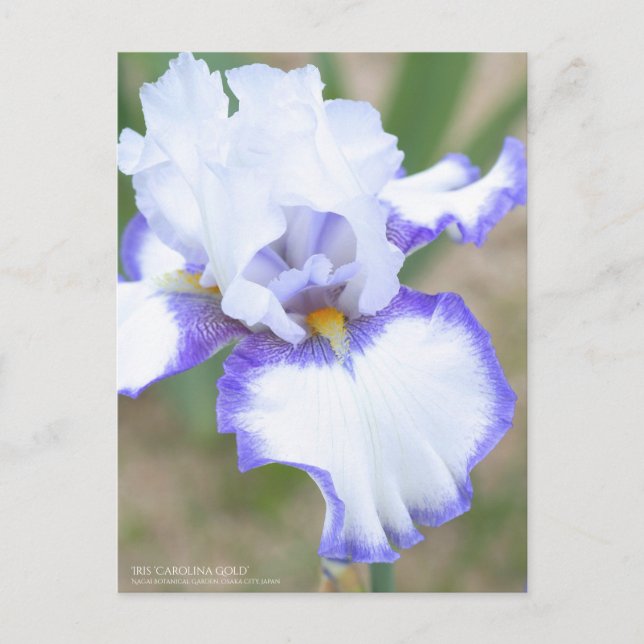 Postal Iris ‘Carolina Gold’: Postcard (Anverso)