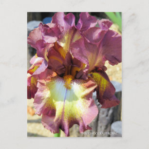 Postal Iris "Chocolate Royal" [Postal]
