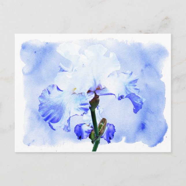 Postal Iris Con Barba - Azul Y Blanco (Anverso)