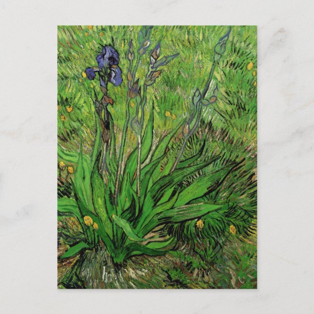 Postal Iris de Vincent van Gogh, Bella Artes del Jardín V (Anverso)
