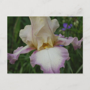 Postal Iris Delicado