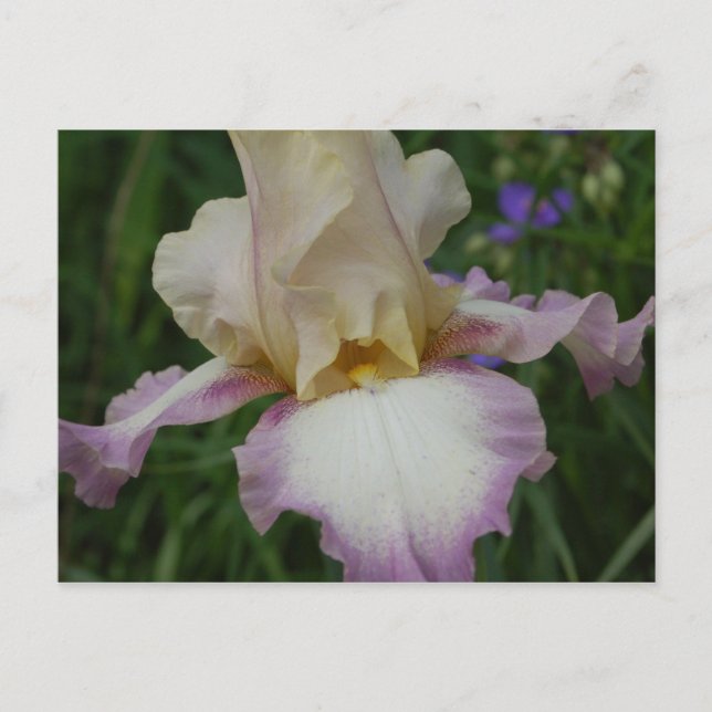Postal Iris Delicado (Anverso)