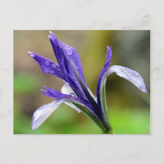 Postal Iris después de la lluvia