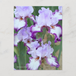Postal Iris ‘Eagle Flight’ [Postcard] ポストカード