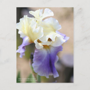 Postal Iris ‘Edith Wolford’ [Postcard]