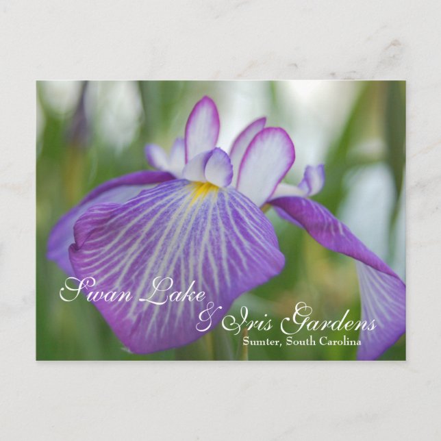 Postal Iris en el lago Swan, en Sumter SC (Anverso)