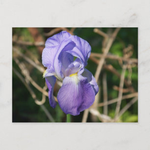 Postal Iris en flor