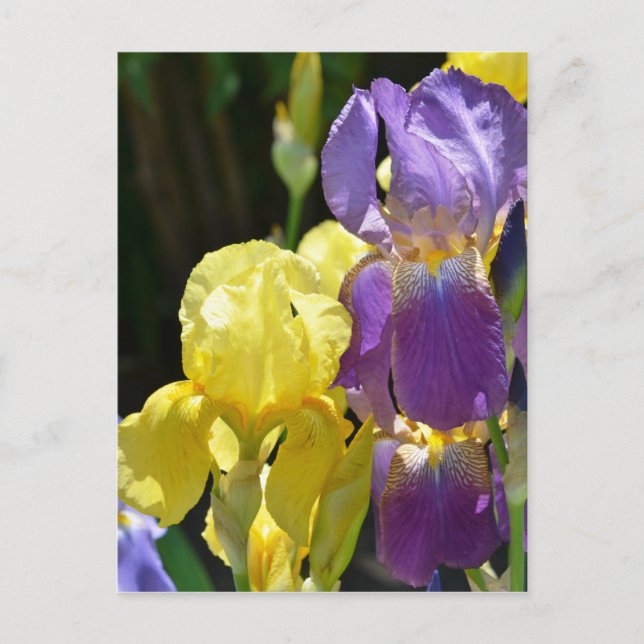 Postal Iris en primavera (Anverso)