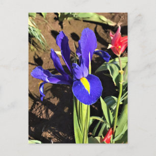 Postal Iris en un campo de tulipán, Woodburn, Oregón