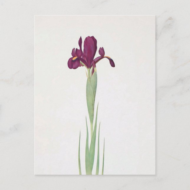 Postal Iris Filifolia por William Dykes (Anverso)