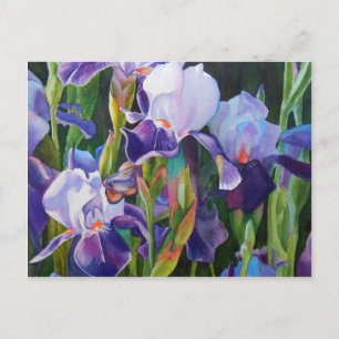 Postal Iris Flower Garden