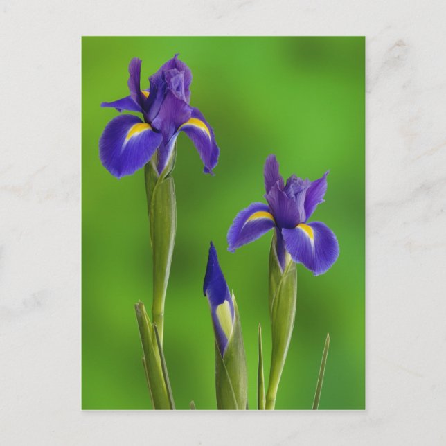 Postal Iris Flowers (Anverso)