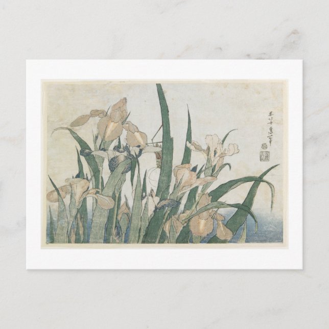 Postal Iris Flowers and Grasshopper, c.1830-31 (Anverso)