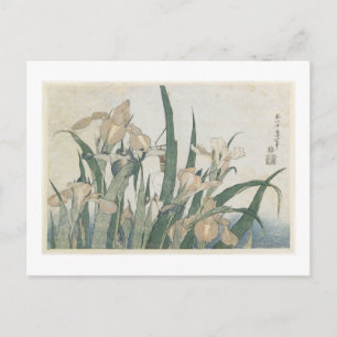 Postal Iris Flowers and Grasshopper, c.1830-31