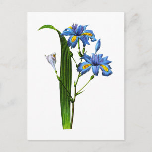 Postal Iris Frangee por Joseph Pierre Redoute