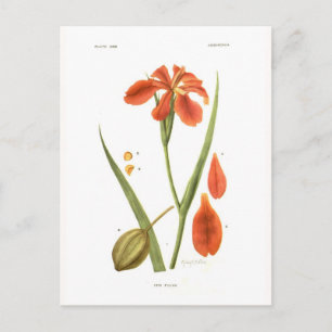 Postal Iris fulva