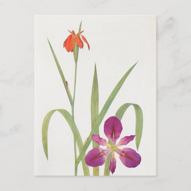 Postal Iris Fulva e Iris Fulvala de William Dykes (Anverso)