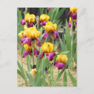 Postal Iris "Gala Madrid" [postal]