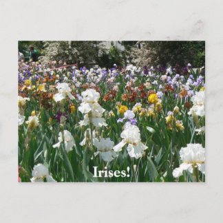 Postal Iris Garden 4