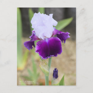 Postal Iris "Gay Parasol" [Postal]