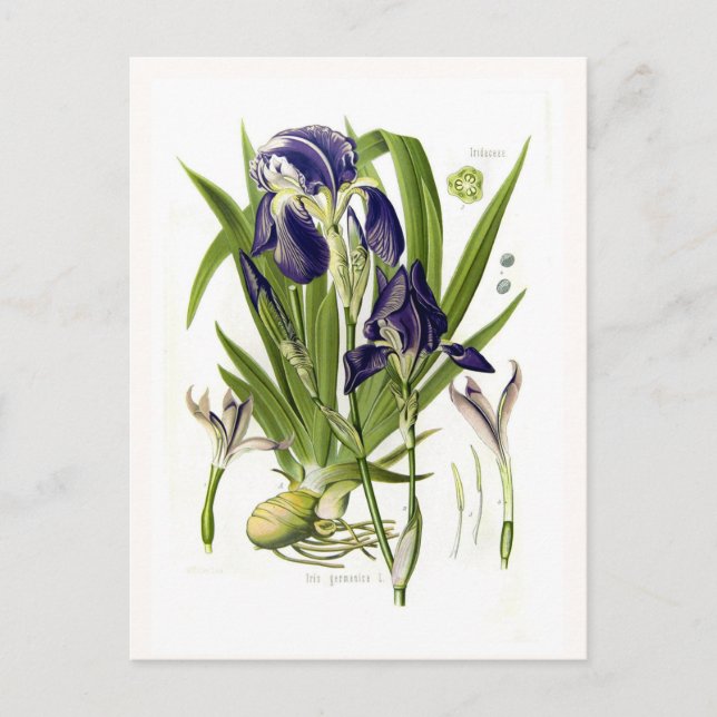 Postal Iris germanica (Anverso)