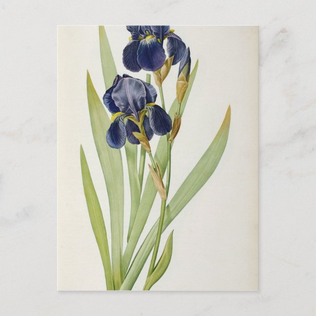 Postal Iris Germanica, de "Les Liliacees", 1805 (Anverso)