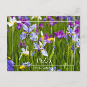 Postal Iris   Iridaceae Campo De Flores Personalizado Fot