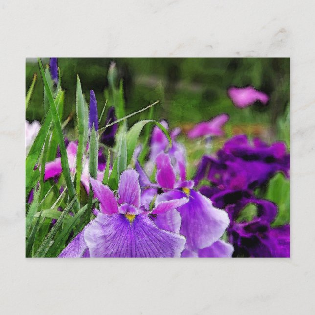 Postal Iris japonés (Anverso)