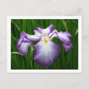 Postal Iris japonés