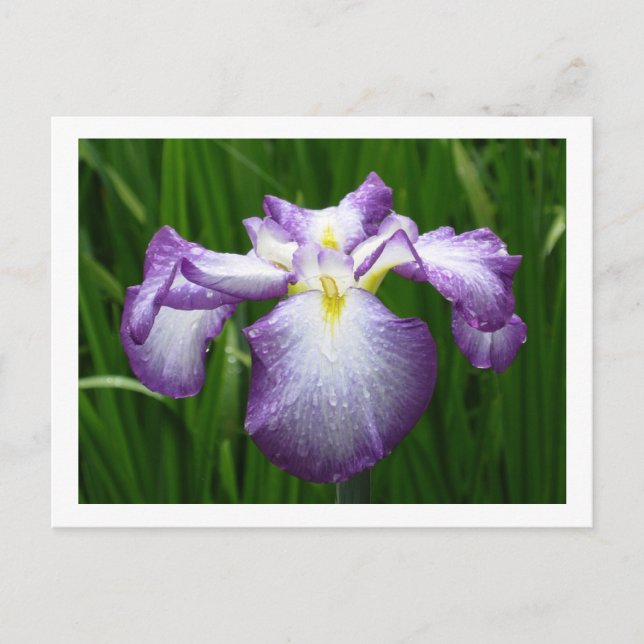 Postal Iris japonés (Anverso)