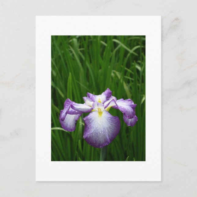 Postal Iris japonés (Anverso)