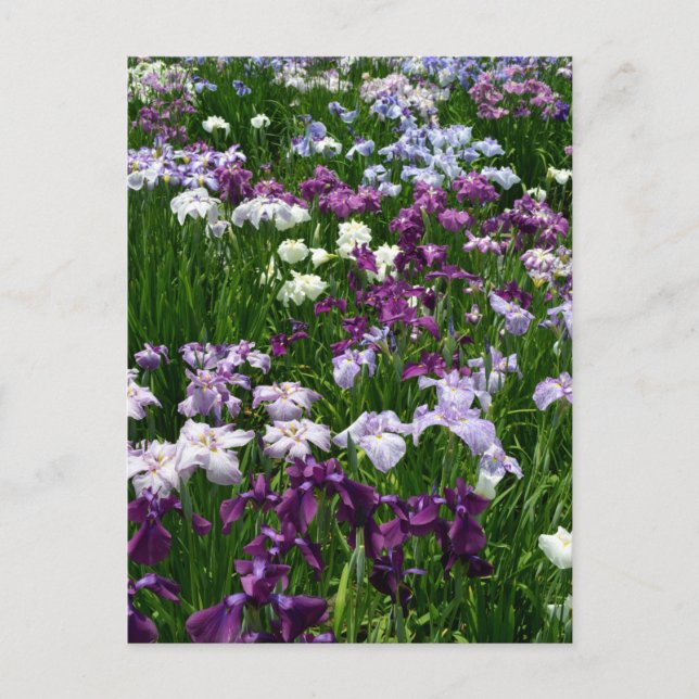 Postal Iris japonés: Tokio, Japón (Anverso)