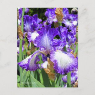 Postal Iris ‘Jessies Song’ [Postcard] ポ ス カ・ド