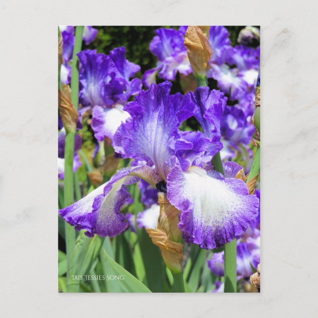 Postal Iris ‘Jessies Song’ [Postcard] ポ ス カ・ド (Anverso)