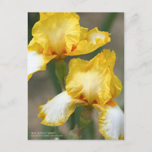 Postal Iris ‘Joyce Terry’   [Postcard]