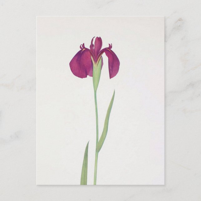 Postal Iris Kaempferi de William Dykes (Anverso)