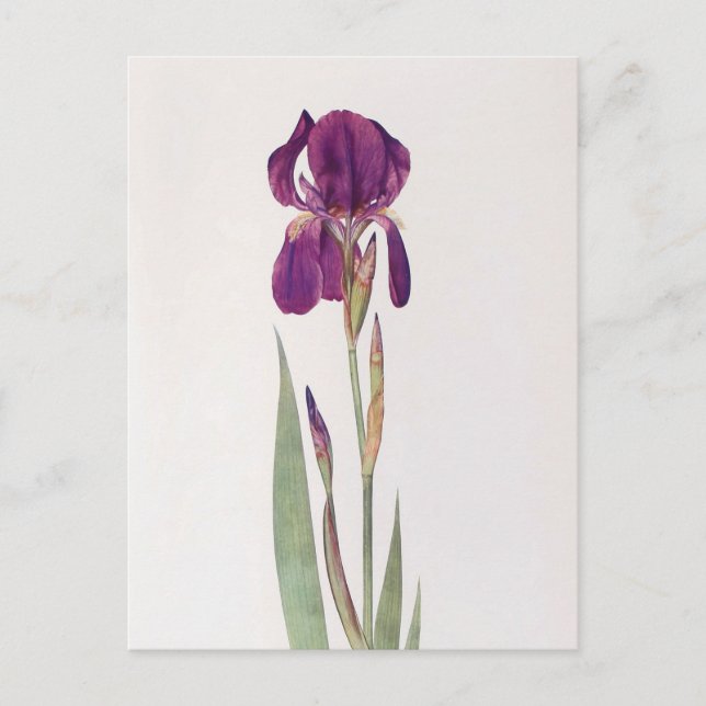 Postal Iris Kochii por William Dykes (Anverso)