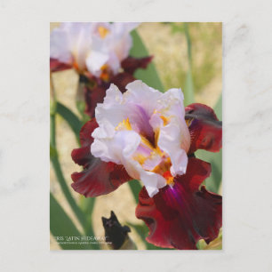 Postal Iris "Latin Hideaway" [Postcard]
