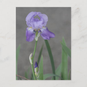 Postal Iris Lilac púrpura floreciendo en la caja de los j