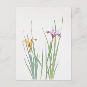 Postal Iris Macrosiphon por William Dykes
