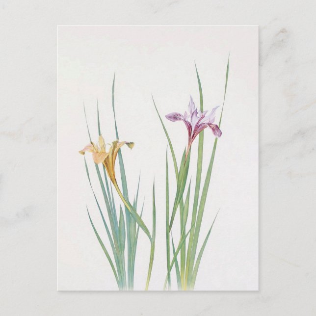 Postal Iris Macrosiphon por William Dykes (Anverso)