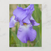 Iris ‘Mary Frances’ [Postal]